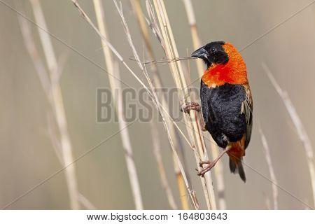 Close-up of Red bishop sitting on brown grass stems
