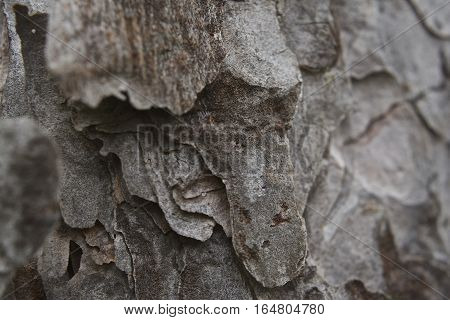 Brown grey tree bark texture close up, flakey and crisp