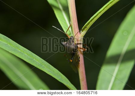 Red legged Shieldbug, known also as Forest Bug, Pentatoma ruffles on branch with green leaves side on