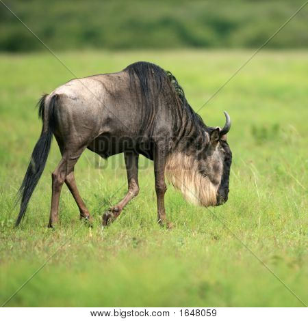Masai Mara Ulusal Park Kenya wildebeest