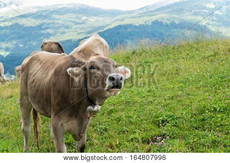 Milk cow on grazing land in Bavaria