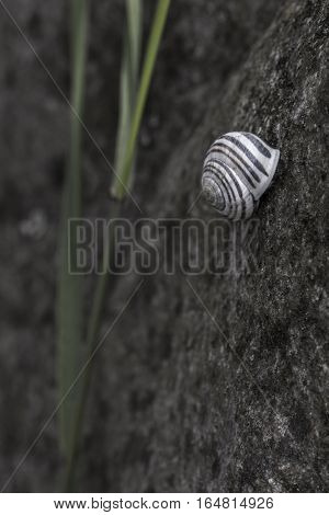 snail on stone straw beach closeup macro