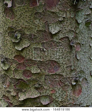 Flakey green tree bark texture with circular impressions and red accents