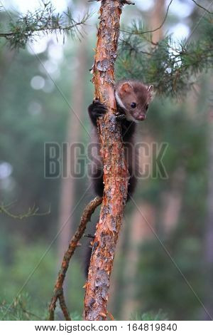 Young Marten beech lat. Martes foina also known as Stone marten or White breasted marten