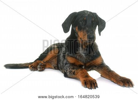 young beauceron in front of white background