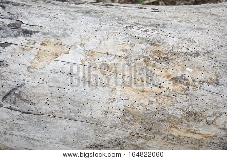 Old dead wood trunk with hundreds of shipworm holes, texture background
