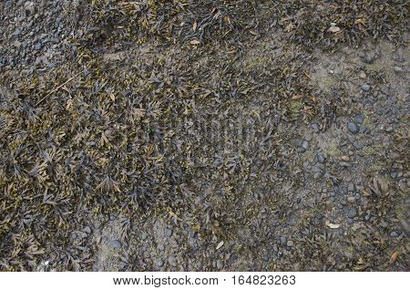 Seaweed on wet sand background, beach, texture