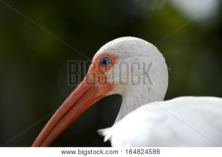A White Ibis Latin name Eudocimus albus