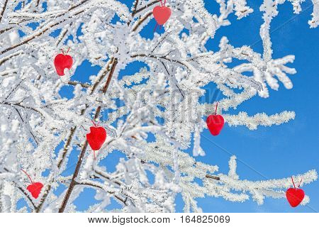 Red hearts on the branches with white hoarfrost on a background blue sky in a frosty sunny Valentine's day
