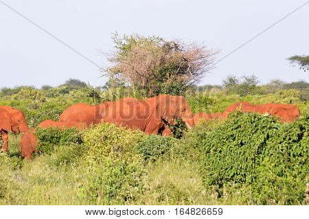 Red Elephant Herd in the Scrubland of Tsavo East Park in Kenya