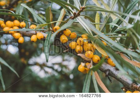 branch of sea-buckthorn, close-up shot of sea buckthorn, medicinal sea-buckthorn berries