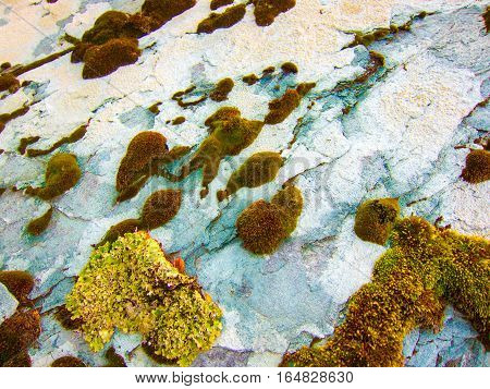 Green moss on white blue rock in Tierra del Fuego National Park