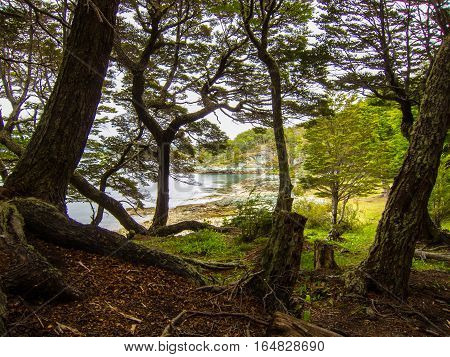 Forest scene with many trees and lake in background in Tierra del Fuego National Park