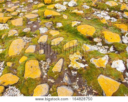 Yellow lichen on big stones embedded in grass in Tierra del Fuego National Park