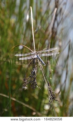 Dragonfly (Anisoptera) resting on branch portrait, reads and water in background