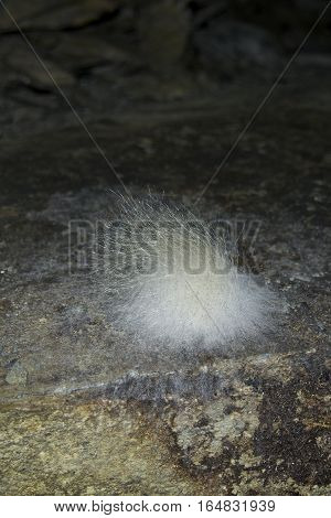 Large white cave mold on slate, cave fungi, yeast, fury