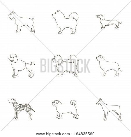 Dog breeds set icons in outline style. Big collection of dog breeds vector symbol stock