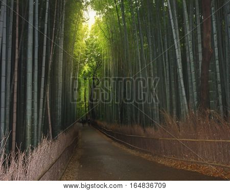 japan bamboo park tourism travel green fence Kyoto