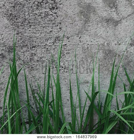 Dark Grey Coarse Concrete Stone Wall Texture Green Grass Horizontal Macro Closeup Old Aged Weathered Natural Gray Rustic Textured Grungy Stonewall Background Pattern Blank Empty Grunge Copy Space
