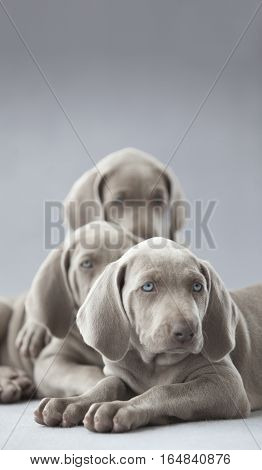 three weimar brothers in studio with grey backgroun