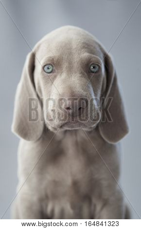 Weimar puppy portrait in studio with grey background