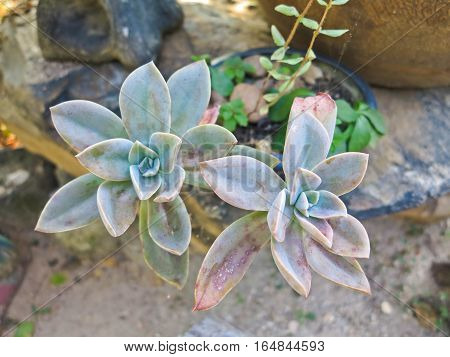 Leafy succulent houseplant echeveria laui close up, beautiful round desert plant