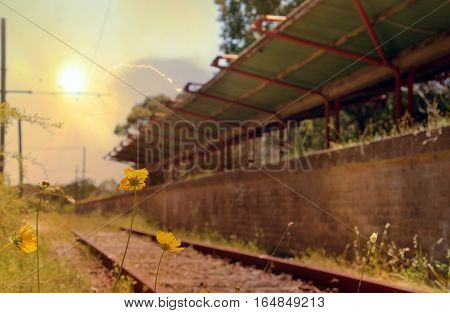 Flowers and weeds on train tracks in front of an abandoned railway station at sunset. Audley, New South Wales, Australia. Selective focus on flowers. retro toned.