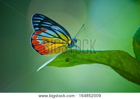 Painted jezabel butterfly, Delias hyparete metarete in nature