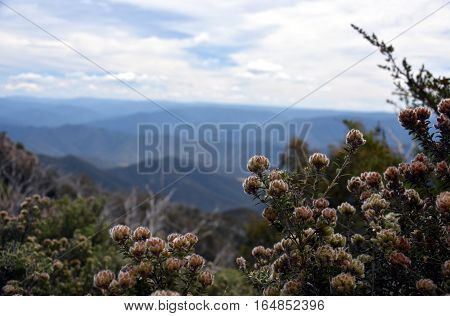 Stinky yellow flowers growing Mountains of High Country in the background. Aotus ericoides aka Common Aotus from the Fabaceae family of shrubs. Simple natural background with a detail of flowers.