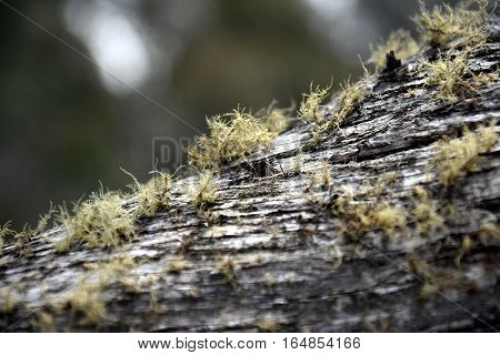 Yellow moss on tree bark. Light green Moss on tree trunks. Bark and moss tree abstract texture.