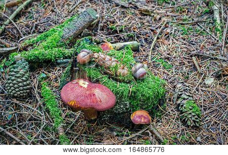 Beautiful closeup autumn scene in the forest