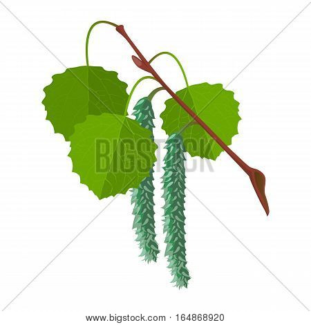 Aspen with leaves and male flowers isolated on white background. Realistic vector detailed illustration of greenery foliage of birch tree in springtime. Botanical leafage widely used in medicine