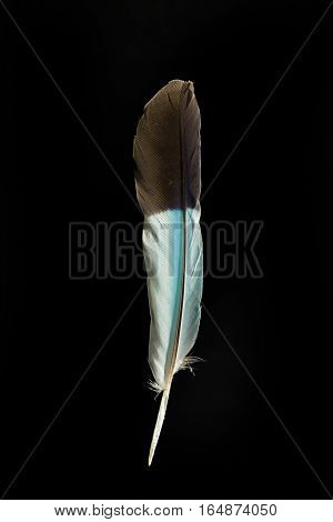 Feather of Coracias caudatus Iilac-breasted roller isolated on black