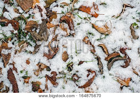 First snow on autumn falling leaves in forest