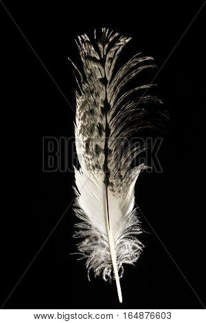 Feather of Australian white ibis Threskiornis moluccus isolated on black