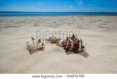 Three beautiful colorful bizarre shapes of seashells lying on the sand. Tourism Travel.