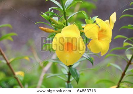 Allamanda cathartica Yellow flower at beautiful Golden Trumpet willow-leaved climber bloom in the garden