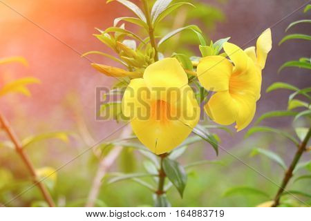 Allamanda cathartica Yellow flower at beautiful Golden Trumpet willow-leaved climber bloom in the garden with sunset light tone