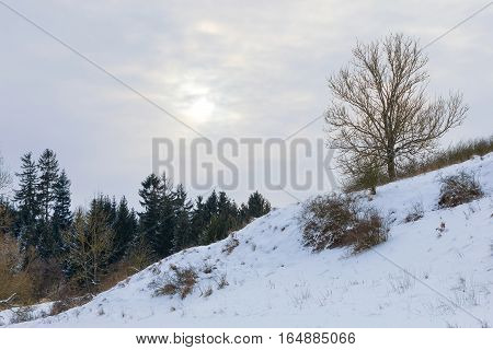 A Serene Winter Landscape With Trees Covered In Snow