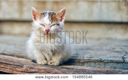 Homeless little cat on stairs, closeup view.