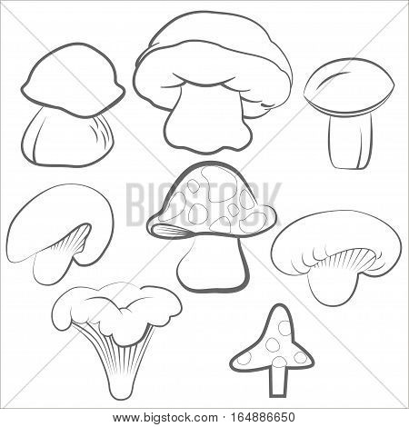 Compilation of vector illustrations of mushrooms collected in the forest