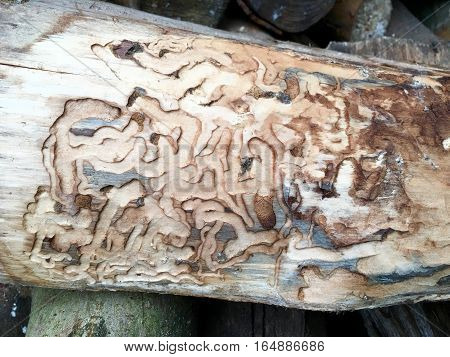 Ways of a woodworm in the wood