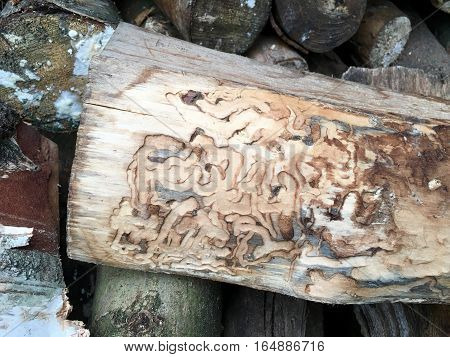 Ways of a woodworm in the wood
