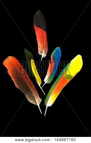 Group of five colorful parrot feathers on black