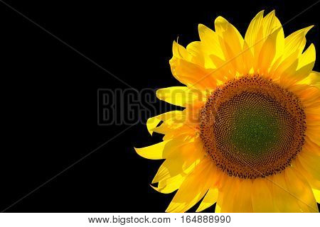 Sunflower isolated on black background with copy space