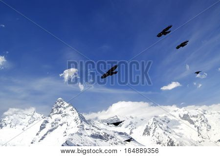 Flock of Alpine Chough (Pyrrhocorax graculus) flying in winter snow mountains. Caucasus Mountains region Dombay.