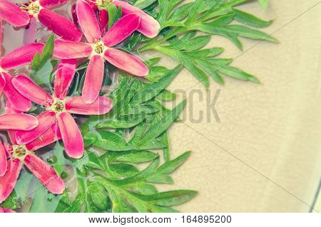 Rangoon Creeper pink flower and green leave background