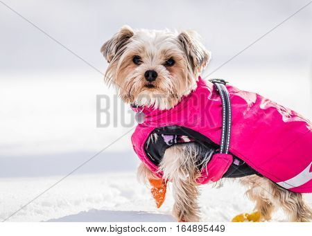 Small and adorable terrier type dog wears a puffy pink snow jacket and booties in the snow