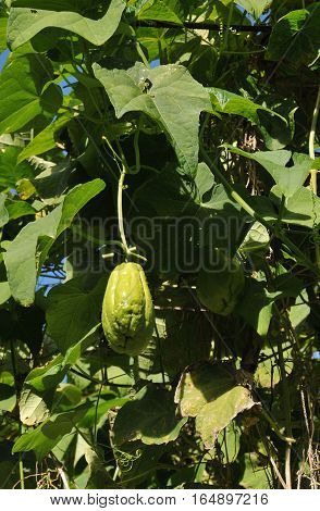 Big Chayote Fruit with many Leafs in a Garden in Reunion Island