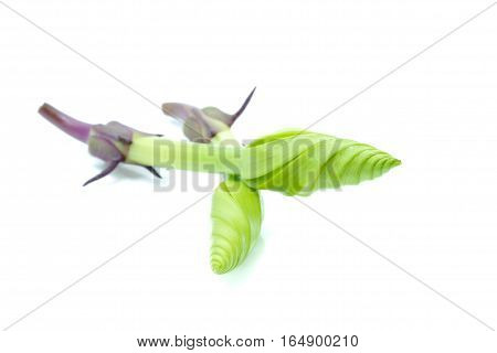 Moonflower organic vegetable isolated on white background.